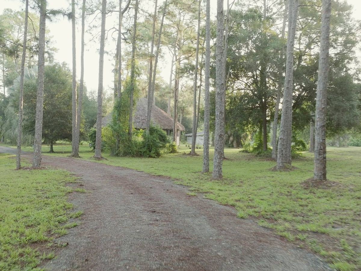 The drive through the pines at the end of the day, low sun in the trunks.