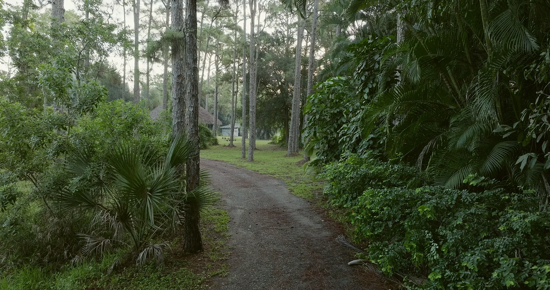 Morning mist between the pines along the drive into the property in South Florida.