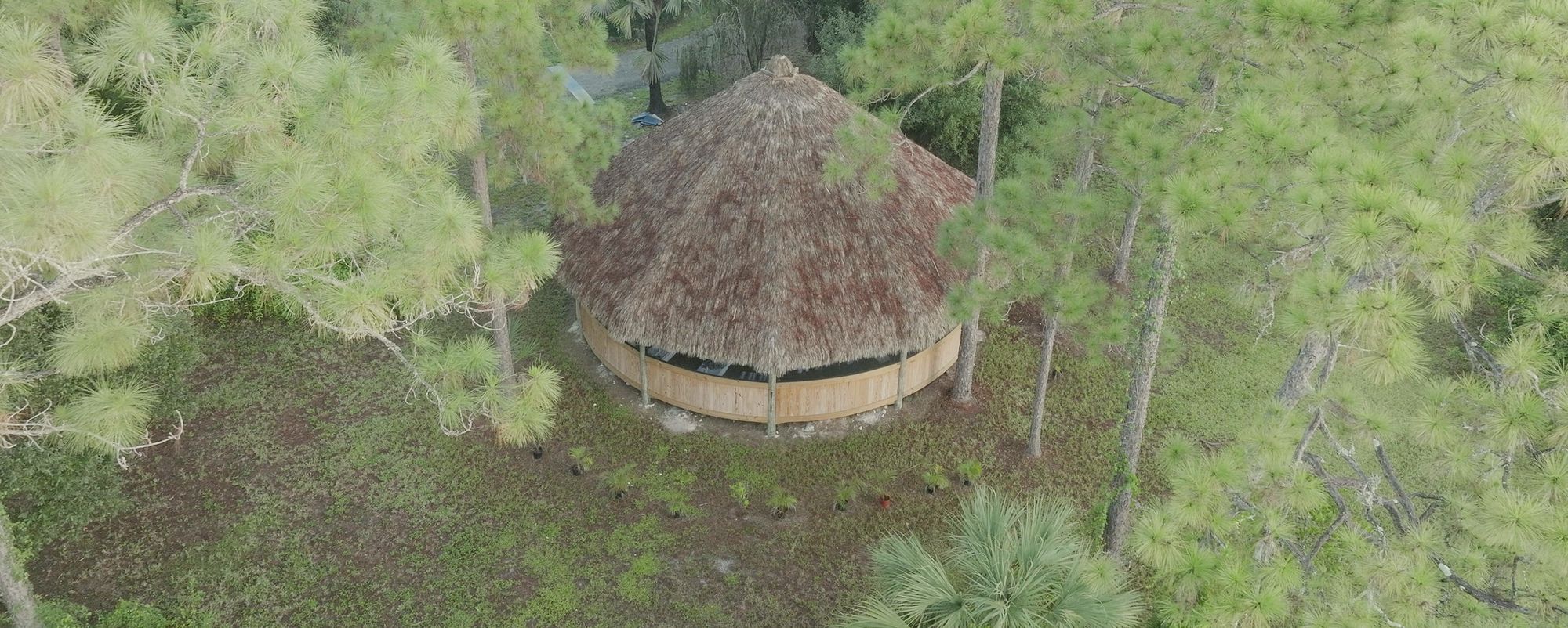 The Maloka's thatched roof seen from directly above, framed tightly by pine canopy.